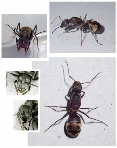 Réf. 280 925 : Camponotus sp.
